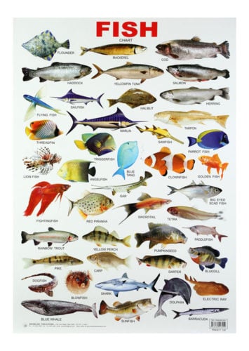 Buy Dreamland Fish Chart Online In India • Kheliya Toys