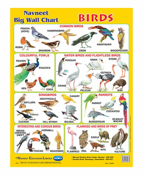 Navneet Birds Big Wall Chart