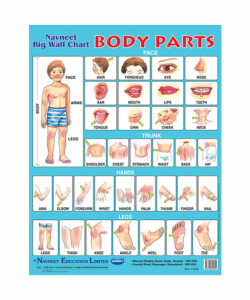 Navneet Body Parts Big Wall Chart