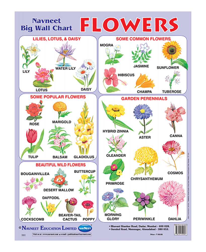 Buy Navneet Flowers Big Wall Chart Online In India • Kheliya Toys