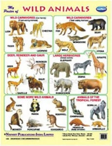 Navneet Big Wall Chart - Wild Animals | 2+Year